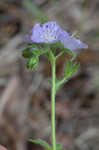 Fuzzy phacelia